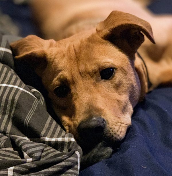 Animal Emergency Clinic of McLean County Bloomington, IL